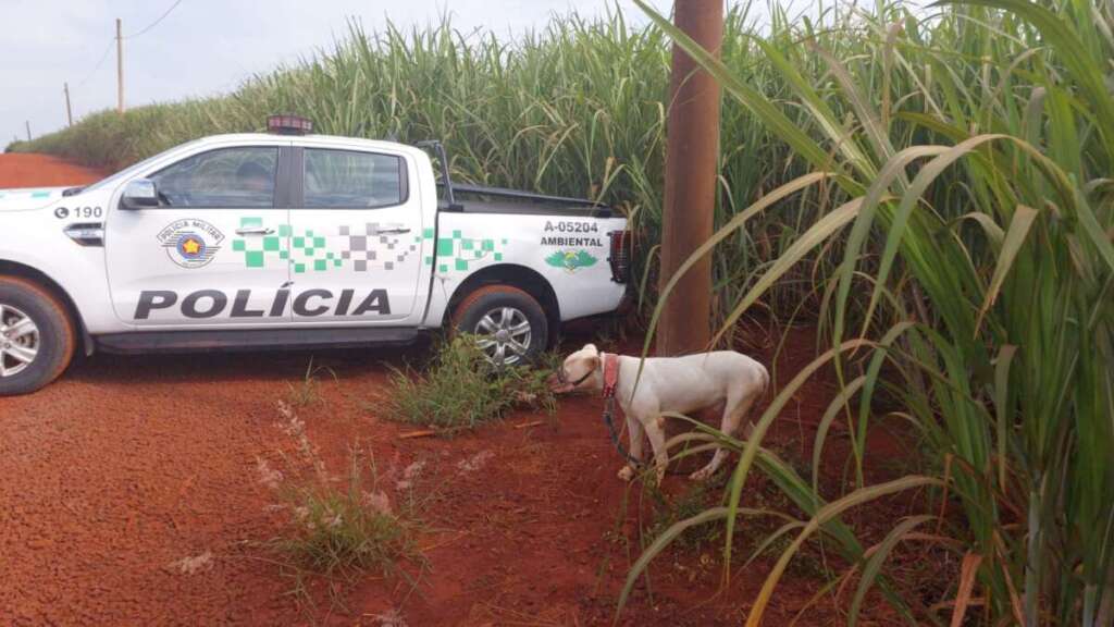 PM Ambiental recolhe Pit Bull, ações no combate ao crime ambiental e soltura de pássaros