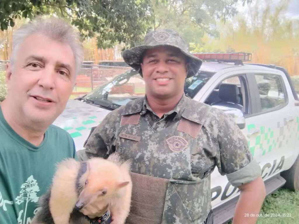 Tamandua Mirim e Ouriço Caxeiro levados pela PM Ambiental IBMMA em Santa C. das Palmeiras 1 9f8d45a6 532f 45fa a2c2 44b55d6972bf