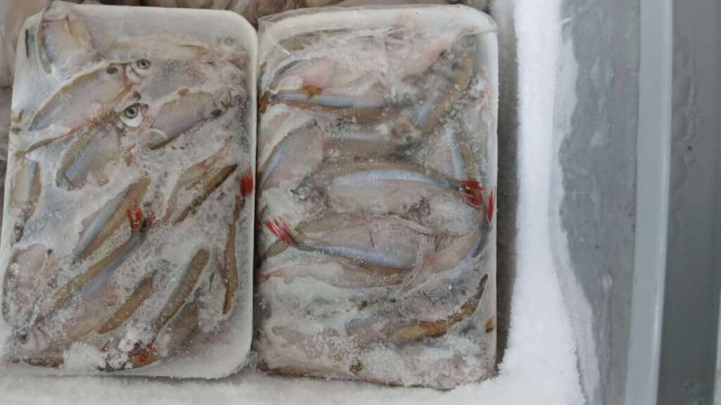 Peixaria é multada em R$ 3.708,20 por falta de declaração de estoque de pescados 2 6fa562a4 dcd2 4a2d 9e3d 773a3a91d099
