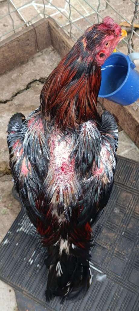 Policiamento Territorial de Leme "estoura" rinha de briga de galos. PM Ambiental aplicou multa de R$ 2,16 milhões 4 IMG 20241209 WA0015