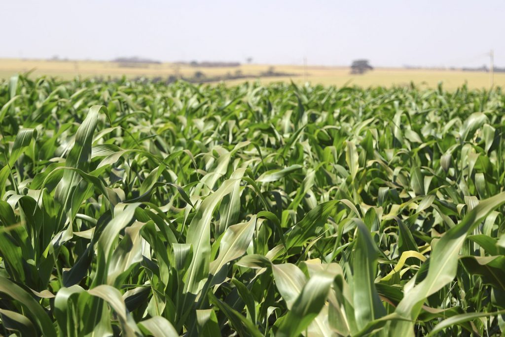 Governo de SP anuncia pacote de R$ 340 mi para o agronegócio e premia municípios com melhores práticas no setor 8 agro lavoura 1024x683 1