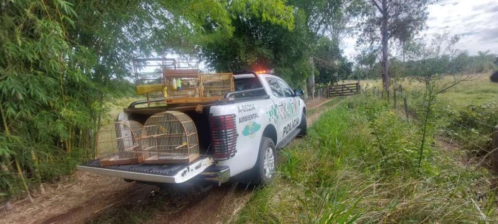 Agência de Inteligência do 5º BPMAmb, leva policiamento ambiental de Pirassununga a soltar pássaros 2 WhatsApp Image 2025 04 30 at 07.07.03