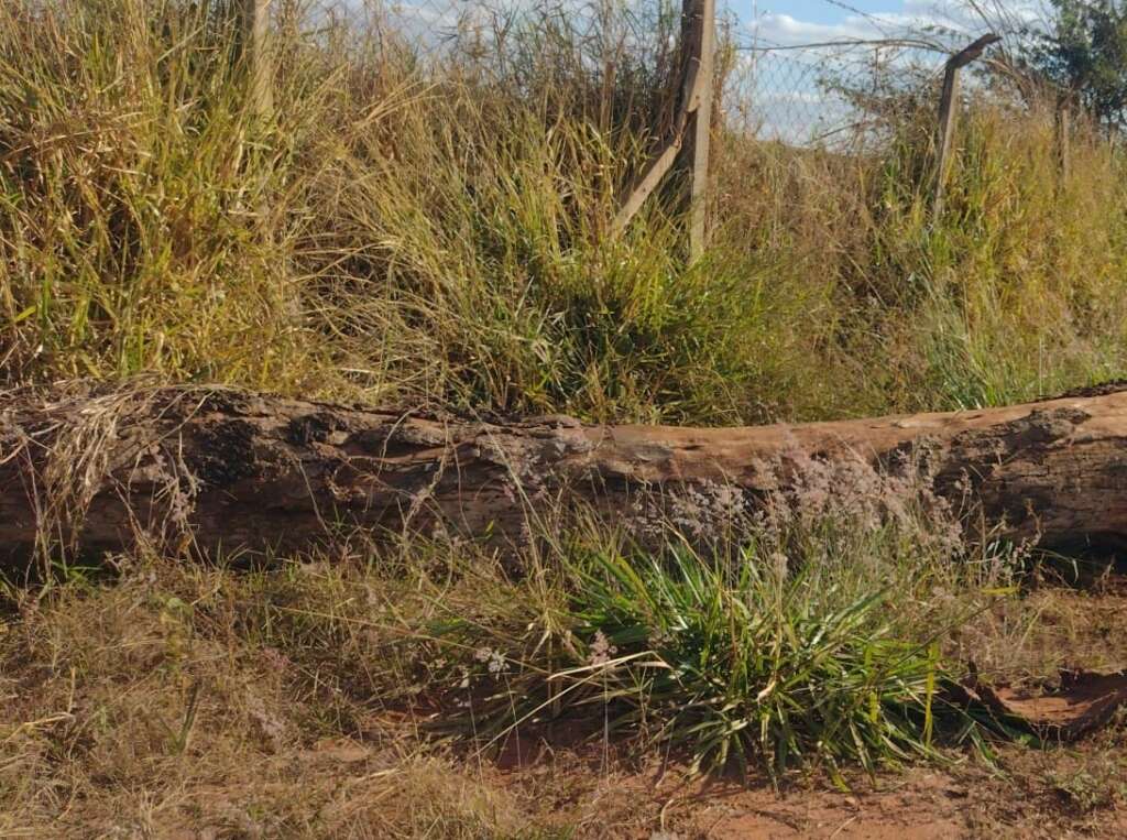 Sem licença. Motosserra é apreendida pela PM Ambiental em área da Mahnic Operadora Logístico 2 03b4540a 7006 4299 98ee 821583950387