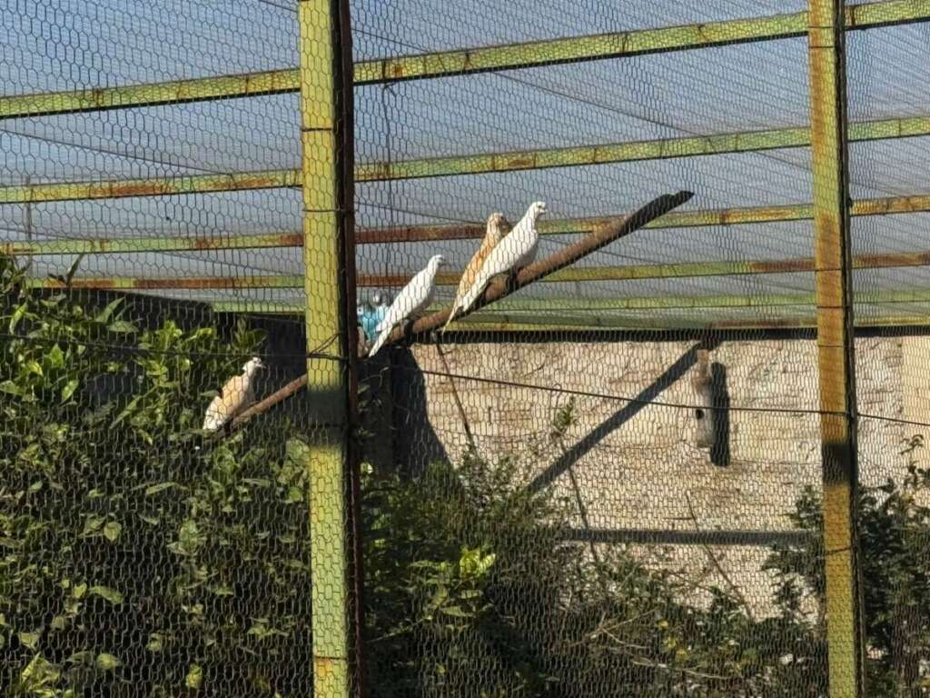 Ações pontuais através de satélite e denúncias levam policiais militares ambientais agirem com rigor 1 2956a256 6d6d 488e 89a7 a882b4c4d141