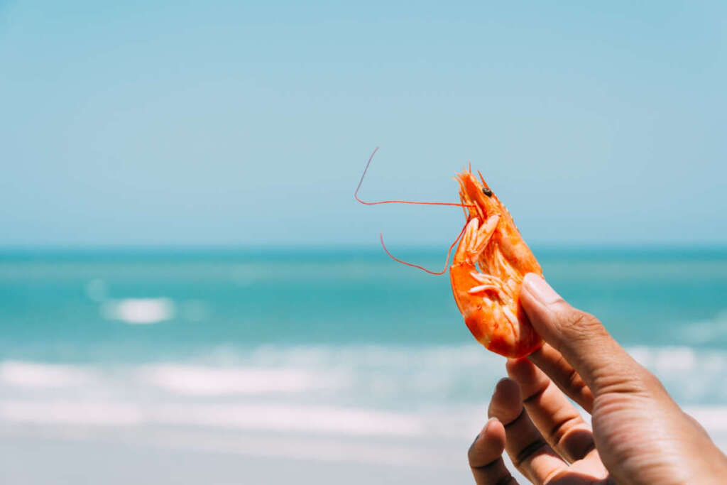 Gastronomia de rua em Fortaleza: tapiocas, pastéis e camarões 1 5