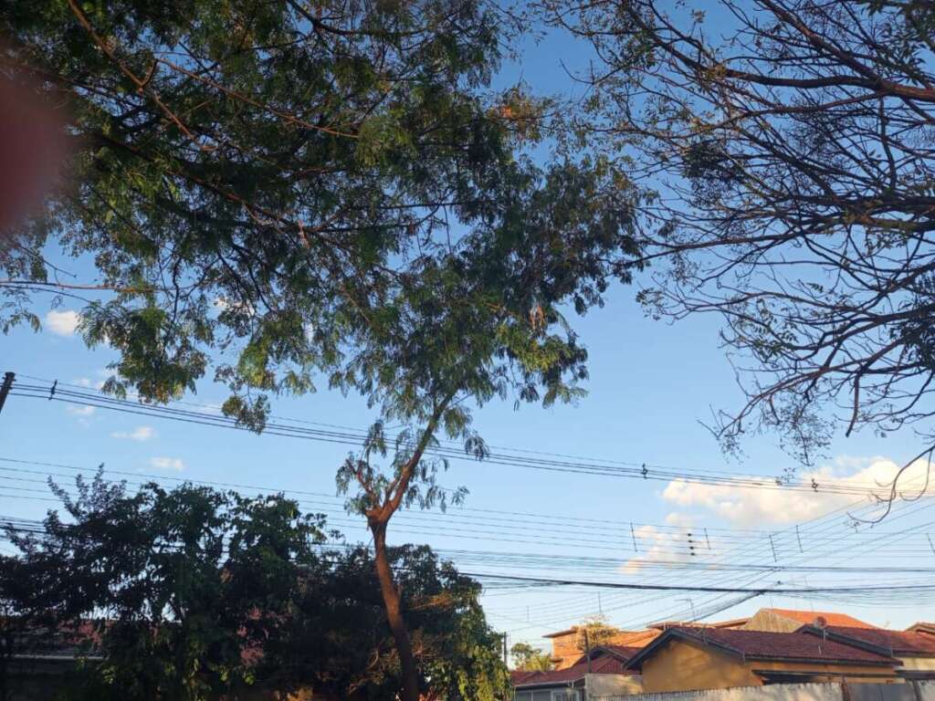 Cidadão Pirassununguense indignado com podas drásticas de árvores realizada pela administração pública 13 IMG 20250708 WA0124