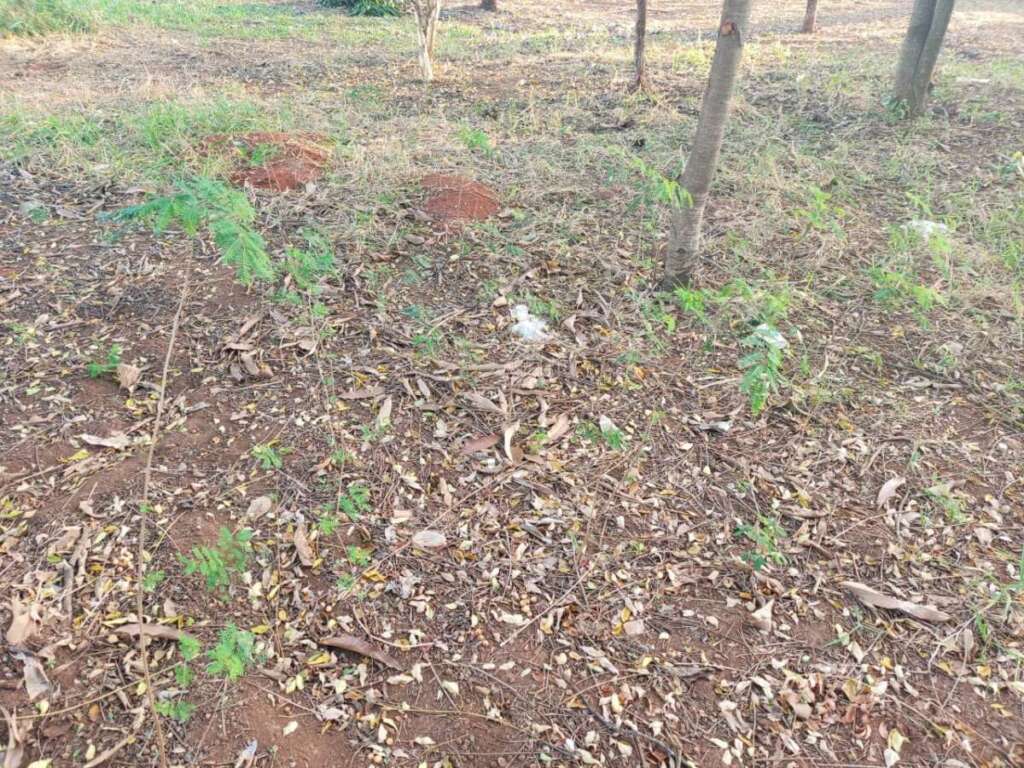 Cidadão Pirassununguense indignado com podas drásticas de árvores realizada pela administração pública 12 IMG 20250708 WA0125