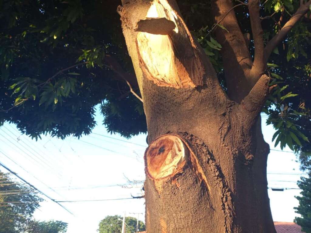 Cidadão Pirassununguense indignado com podas drásticas de árvores realizada pela administração pública 7 IMG 20250708 WA0127