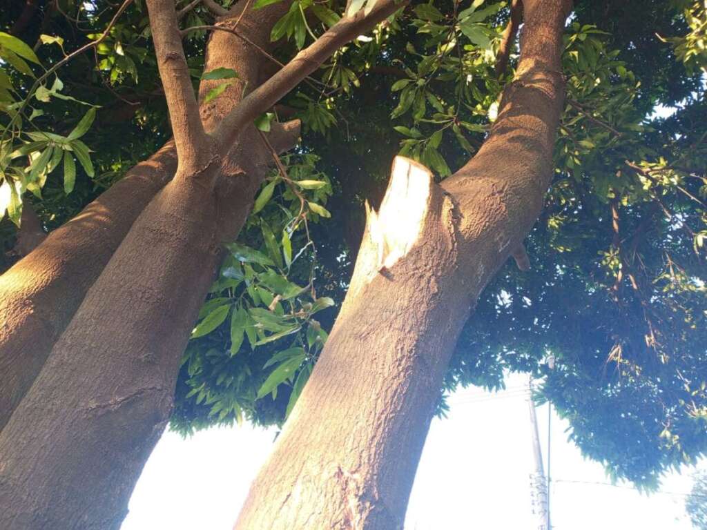 Cidadão Pirassununguense indignado com podas drásticas de árvores realizada pela administração pública 9 IMG 20250708 WA0129