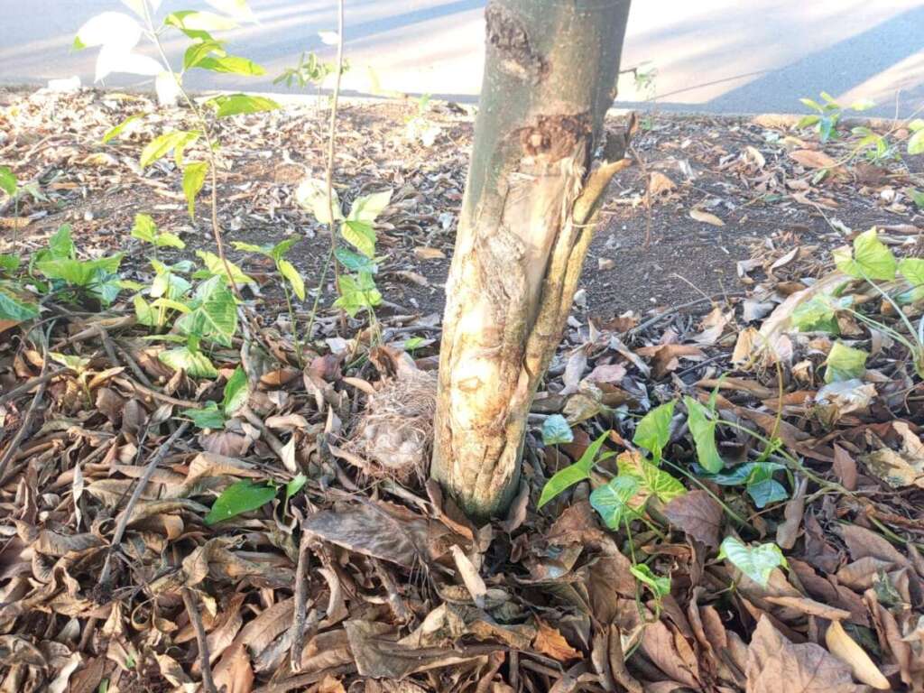 Cidadão Pirassununguense indignado com podas drásticas de árvores realizada pela administração pública 10 IMG 20250708 WA0130