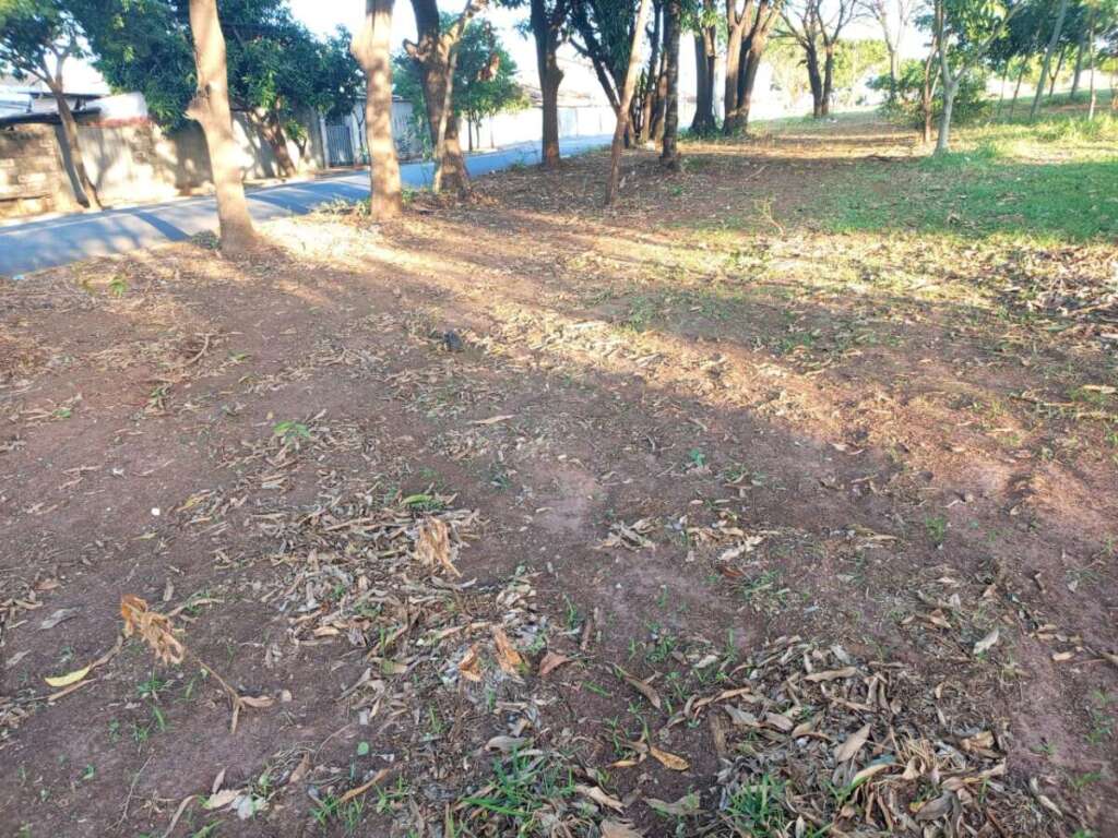 Cidadão Pirassununguense indignado com podas drásticas de árvores realizada pela administração pública 4 WhatsApp Image 2025 07 08 at 17.08.28