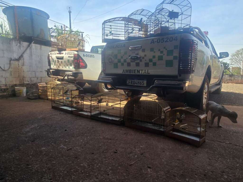 Autônomo é preso pela PM Ambiental em Pirassununga por falsificação de anilhas 1 WhatsApp Image 2025 08 23 at 20.24.14