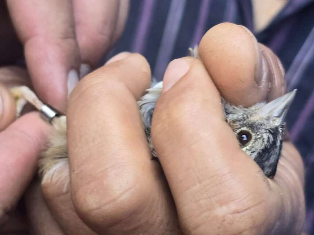 Autônomo é preso pela PM Ambiental em Pirassununga por falsificação de anilhas 4 c1f69108 58a4 45c9 b56f 6d44fdc13c80