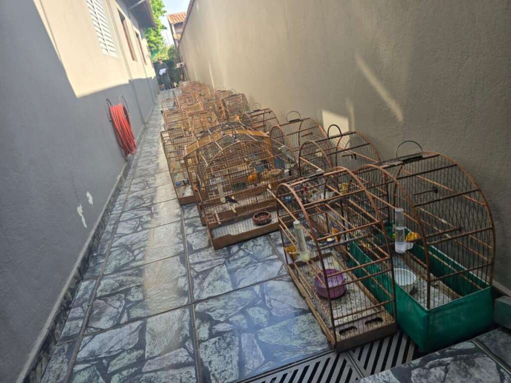 RESUMO. Ações do policiamento ambiental dos pelotões da 2ª Cia, comandada pelo Capitão PM Ivo de Moraes 8 4195c972 f2ca 4f1f a0fb ab85f28cb263