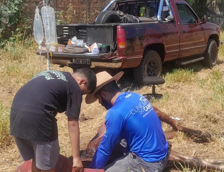 SOS Animal resgata equino debilitado na zona leste de Pirassununga 1 69dec20e 3de0 478a 94fc 1891b5288ebf