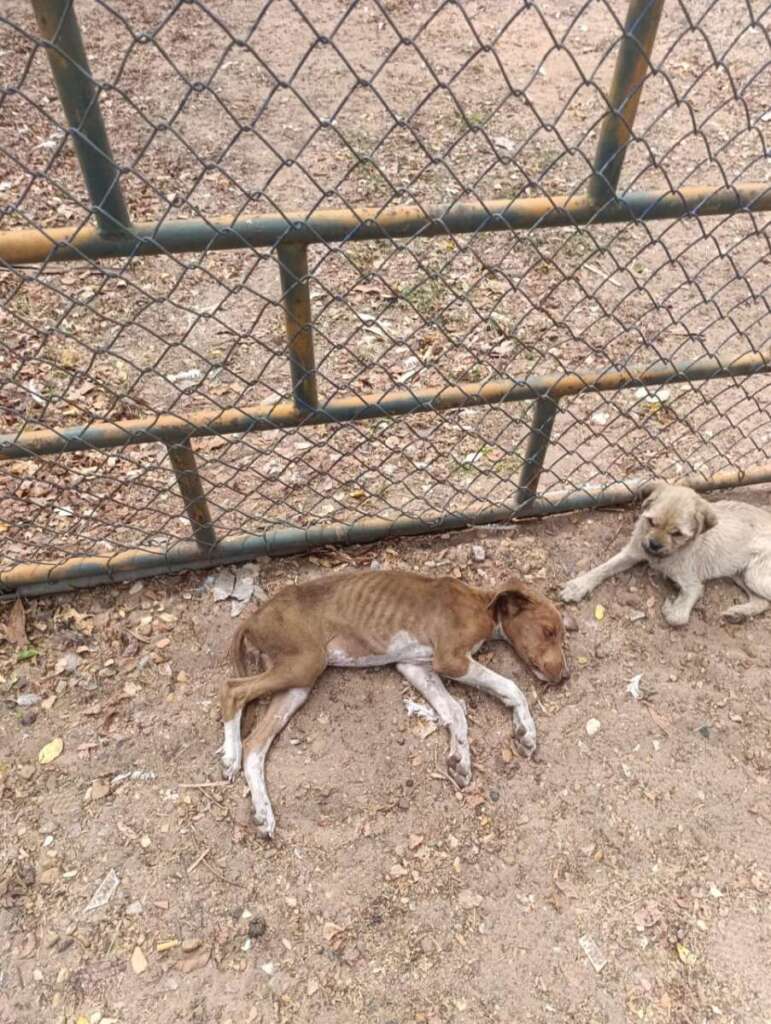 Mulher é presa pela Polícia Civil Judiciária de Pirassununga, por maus tratos a mais de quarenta cachorros e gatos 8 IMG 20250902 WA00421