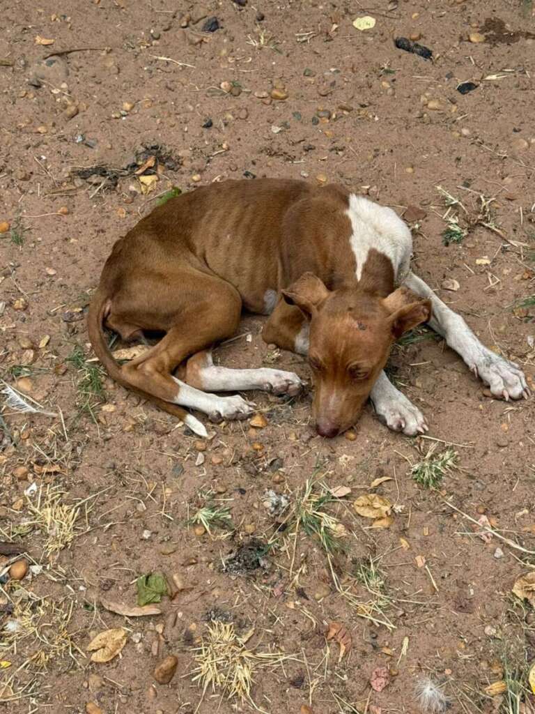 Mulher é presa pela Polícia Civil Judiciária de Pirassununga, por maus tratos a mais de quarenta cachorros e gatos 24 IMG 20250902 WA0043