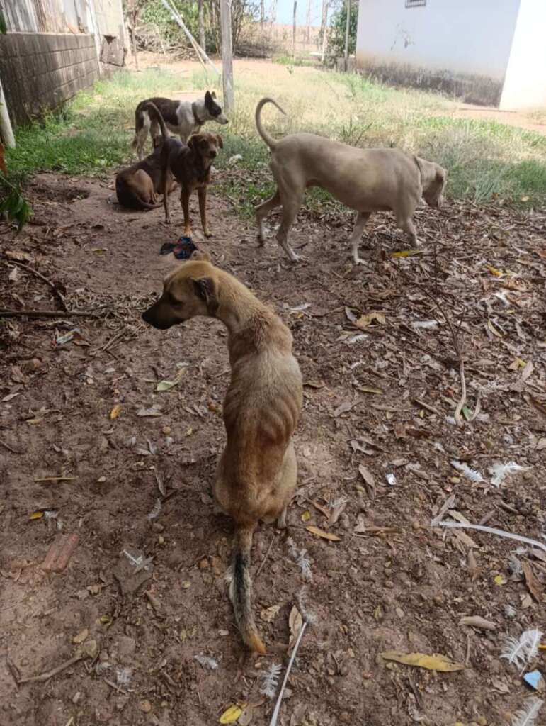 Mulher é presa pela Polícia Civil Judiciária de Pirassununga, por maus tratos a mais de quarenta cachorros e gatos 15 IMG 20250902 WA0044