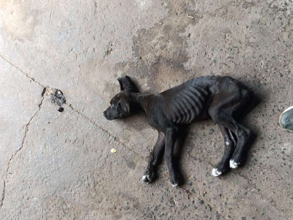 Mulher é presa pela Polícia Civil Judiciária de Pirassununga, por maus tratos a mais de quarenta cachorros e gatos 20 IMG 20250902 WA0045