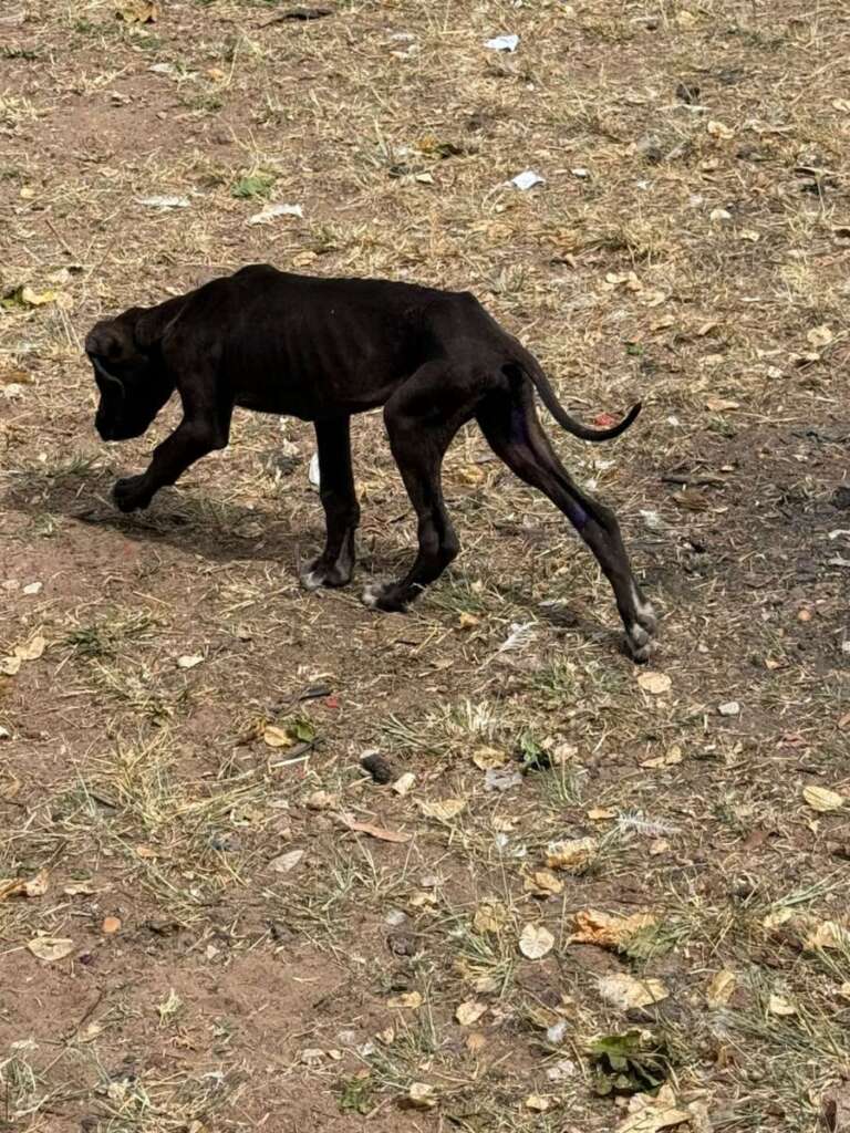 Mulher é presa pela Polícia Civil Judiciária de Pirassununga, por maus tratos a mais de quarenta cachorros e gatos 27 IMG 20250902 WA0047