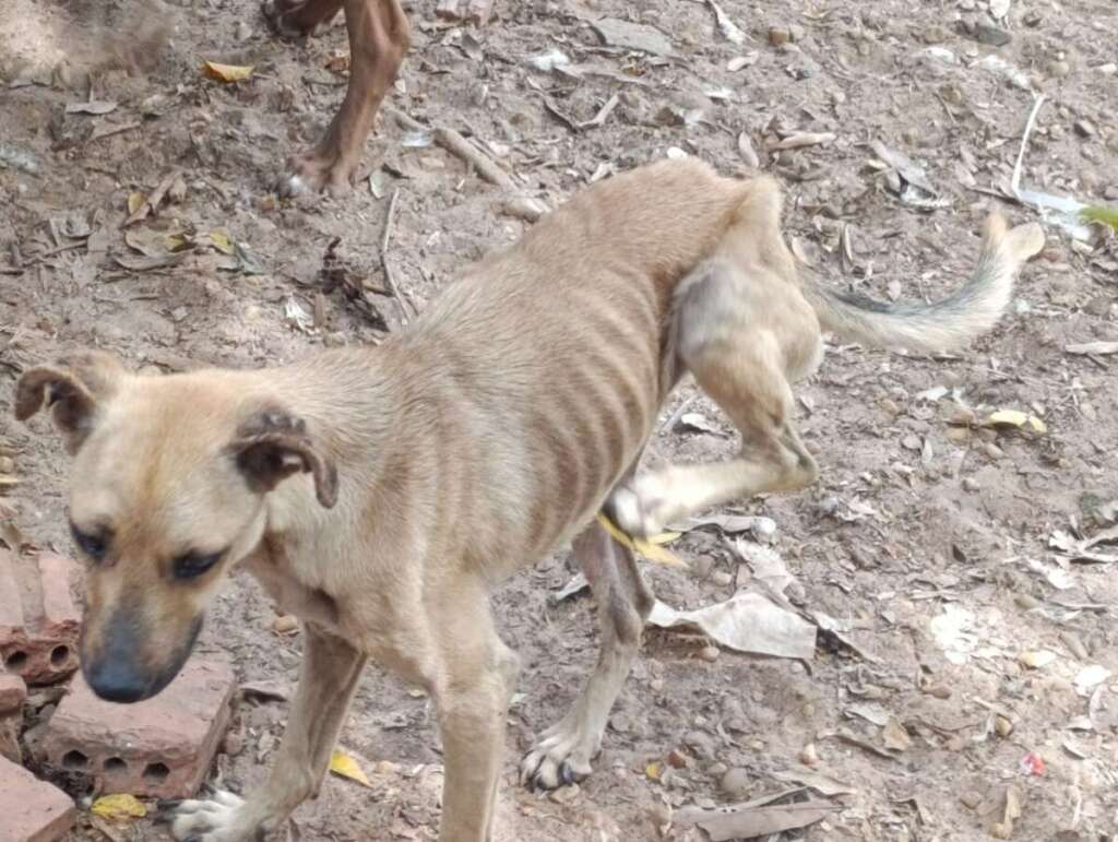 Mulher é presa pela Polícia Civil Judiciária de Pirassununga, por maus tratos a mais de quarenta cachorros e gatos 5 IMG 20250902 WA0049