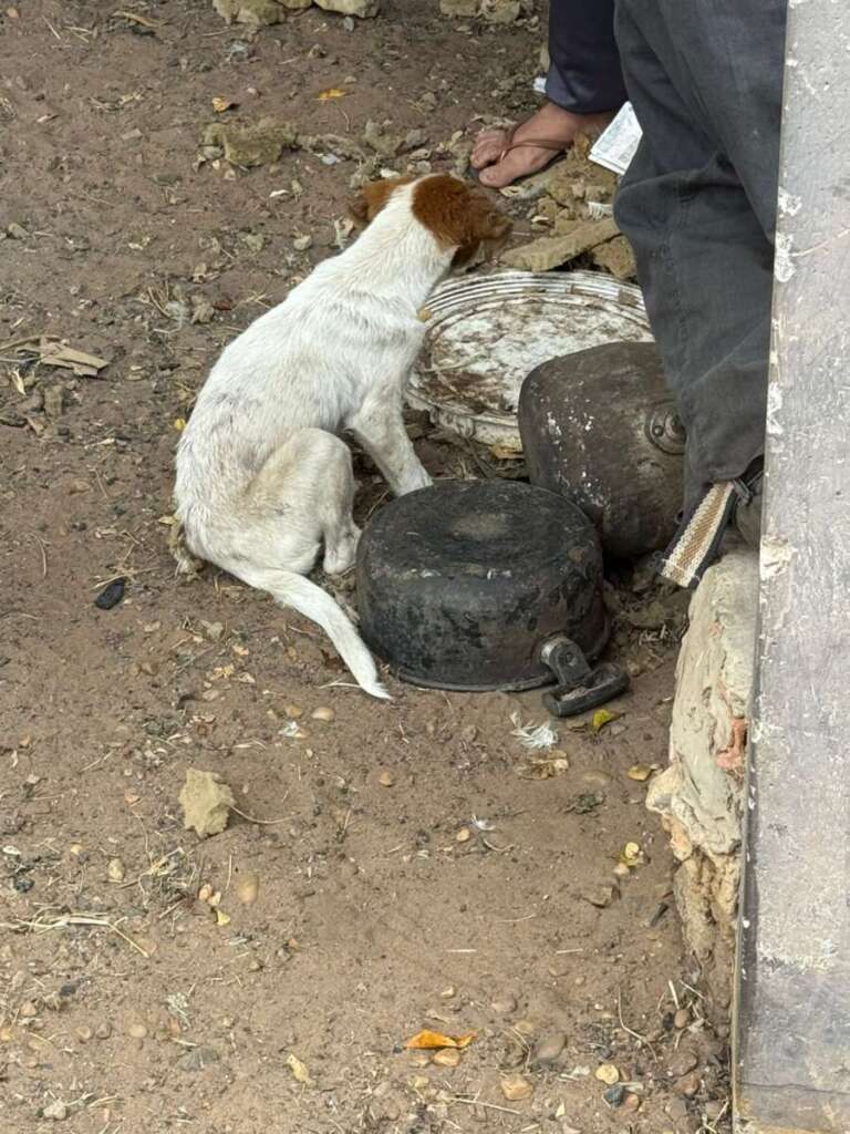 Mulher é presa pela Polícia Civil Judiciária de Pirassununga, por maus tratos a mais de quarenta cachorros e gatos 25 IMG 20250902 WA0050