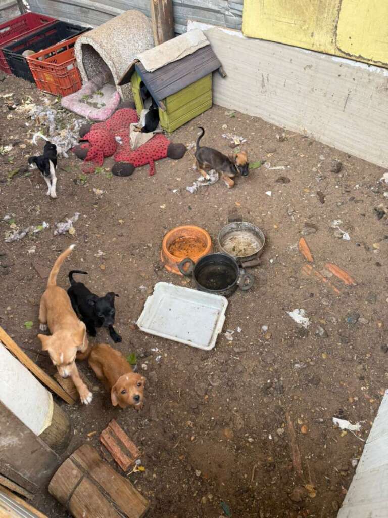 Mulher é presa pela Polícia Civil Judiciária de Pirassununga, por maus tratos a mais de quarenta cachorros e gatos 21 IMG 20250902 WA0051