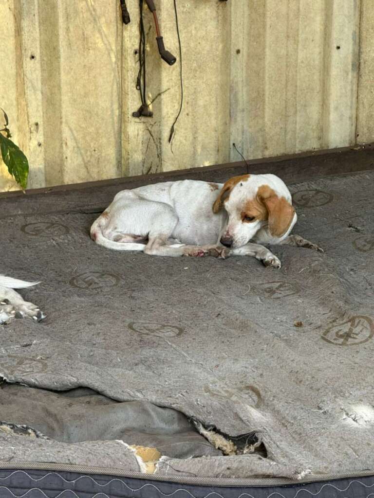 Mulher é presa pela Polícia Civil Judiciária de Pirassununga, por maus tratos a mais de quarenta cachorros e gatos 26 IMG 20250902 WA0052