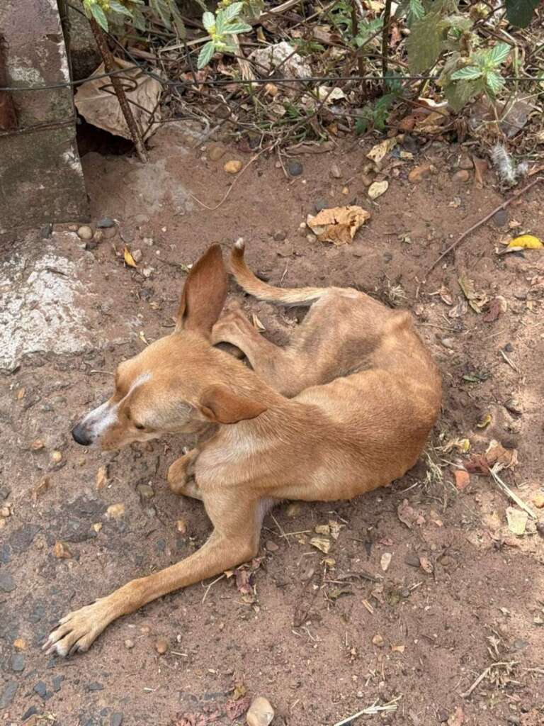 Mulher é presa pela Polícia Civil Judiciária de Pirassununga, por maus tratos a mais de quarenta cachorros e gatos 3 IMG 20250902 WA0053