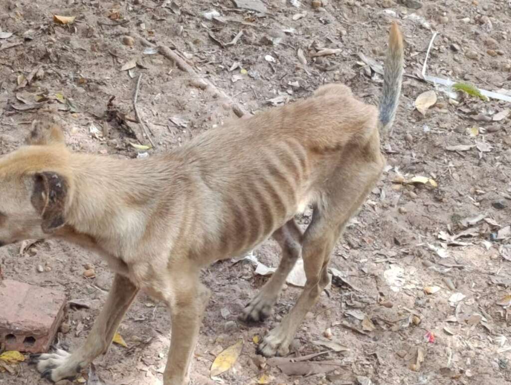 Mulher é presa pela Polícia Civil Judiciária de Pirassununga, por maus tratos a mais de quarenta cachorros e gatos 18 IMG 20250902 WA0054