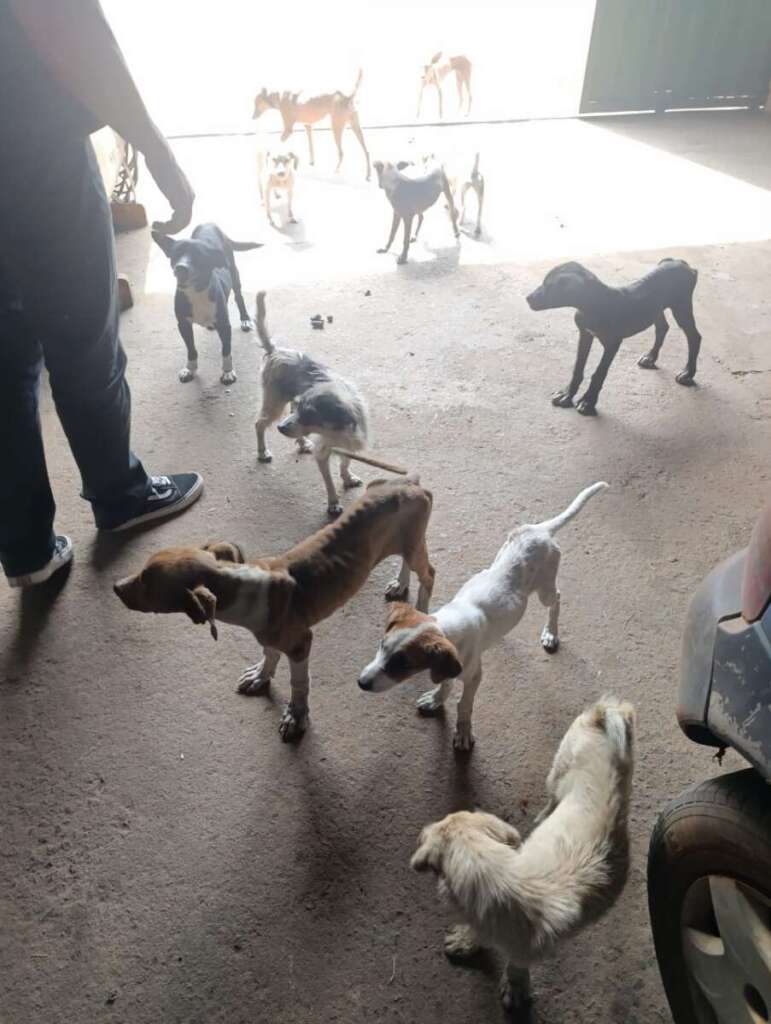 Mulher é presa pela Polícia Civil Judiciária de Pirassununga, por maus tratos a mais de quarenta cachorros e gatos 6 IMG 20250902 WA0055