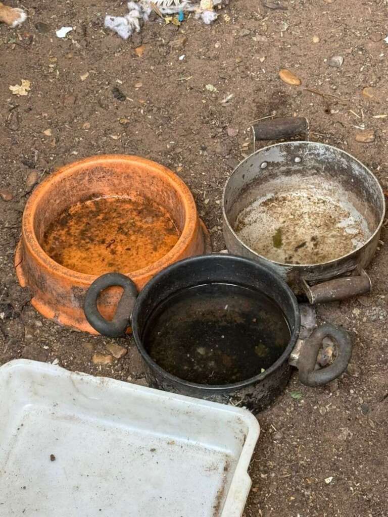 Mulher é presa pela Polícia Civil Judiciária de Pirassununga, por maus tratos a mais de quarenta cachorros e gatos 22 IMG 20250902 WA00561
