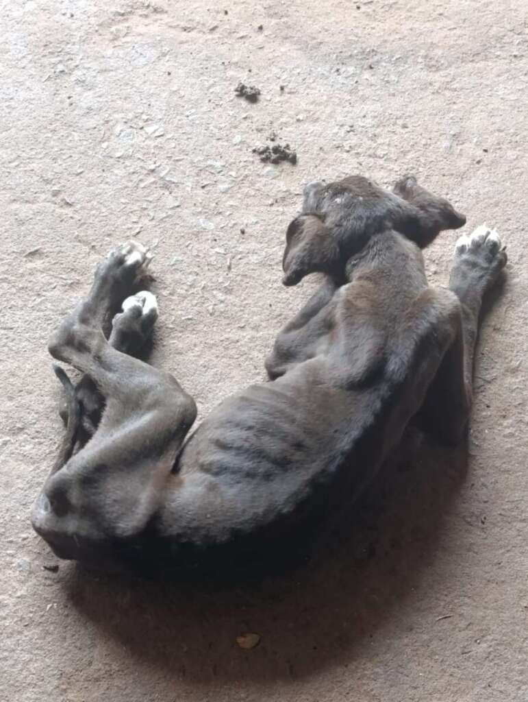 Mulher é presa pela Polícia Civil Judiciária de Pirassununga, por maus tratos a mais de quarenta cachorros e gatos 17 IMG 20250902 WA00571