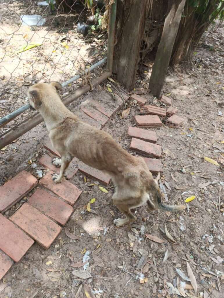 Mulher é presa pela Polícia Civil Judiciária de Pirassununga, por maus tratos a mais de quarenta cachorros e gatos 16 IMG 20250902 WA0058