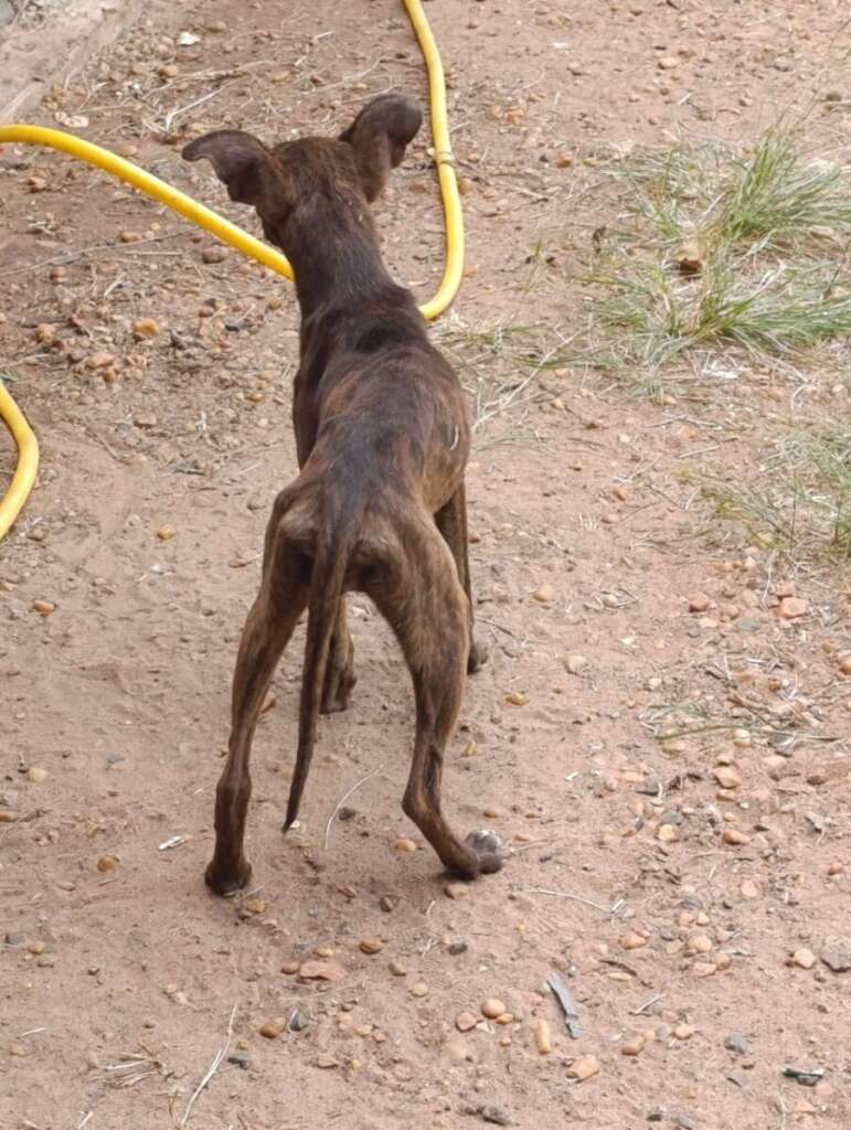 Mulher é presa pela Polícia Civil Judiciária de Pirassununga, por maus tratos a mais de quarenta cachorros e gatos 11 IMG 20250902 WA0059