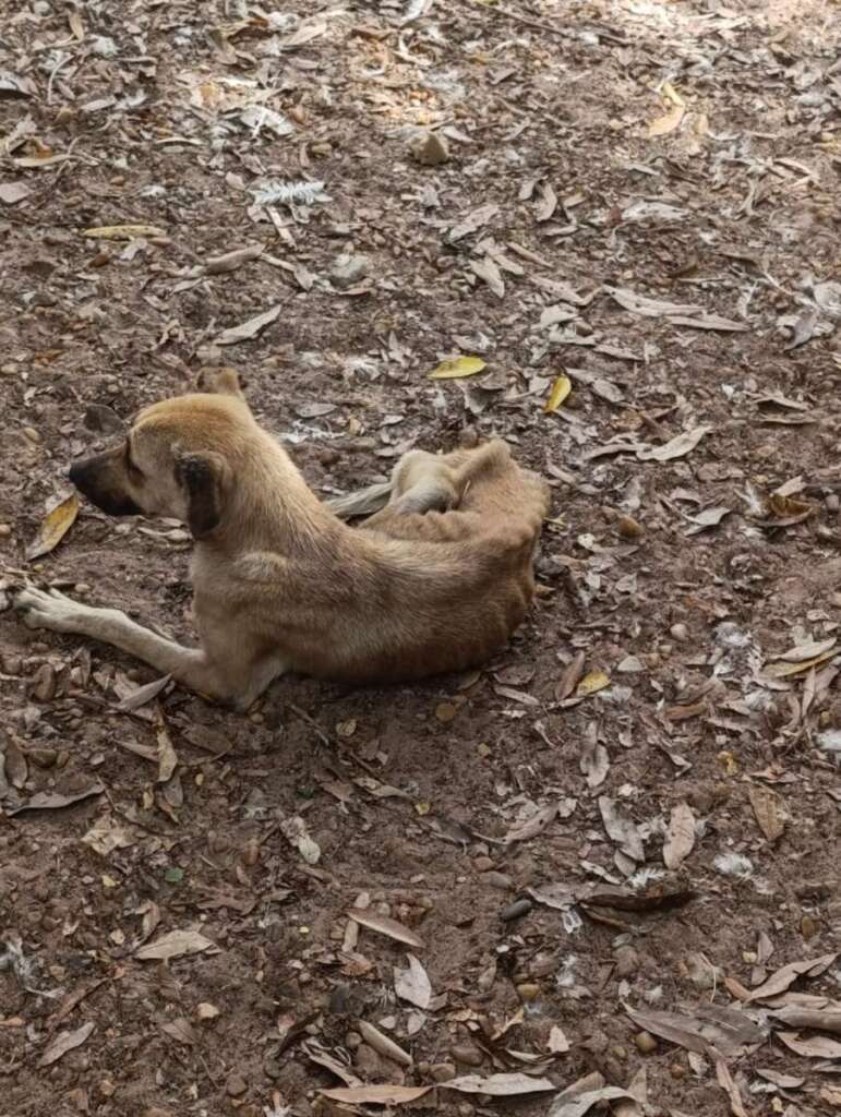 Mulher é presa pela Polícia Civil Judiciária de Pirassununga, por maus tratos a mais de quarenta cachorros e gatos 14 IMG 20250902 WA0060