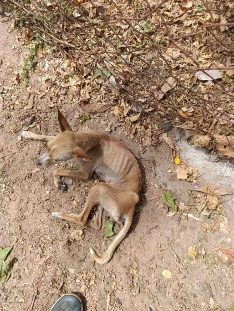 Mulher é presa pela Polícia Civil Judiciária de Pirassununga, por maus tratos a mais de quarenta cachorros e gatos 10 IMG 20250902 WA0061
