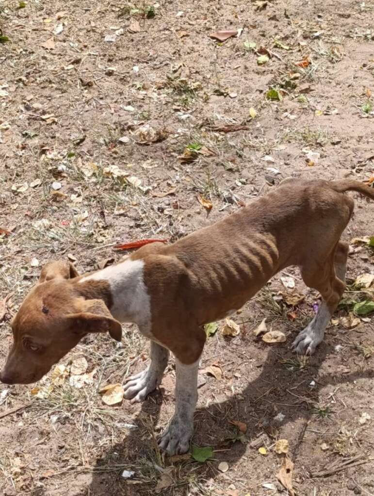 Mulher é presa pela Polícia Civil Judiciária de Pirassununga, por maus tratos a mais de quarenta cachorros e gatos 12 IMG 20250902 WA0065