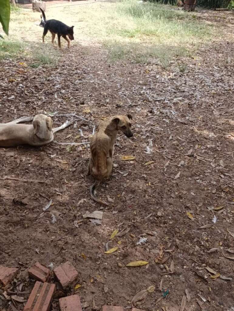 Mulher é presa pela Polícia Civil Judiciária de Pirassununga, por maus tratos a mais de quarenta cachorros e gatos 9 IMG 20250902 WA0066