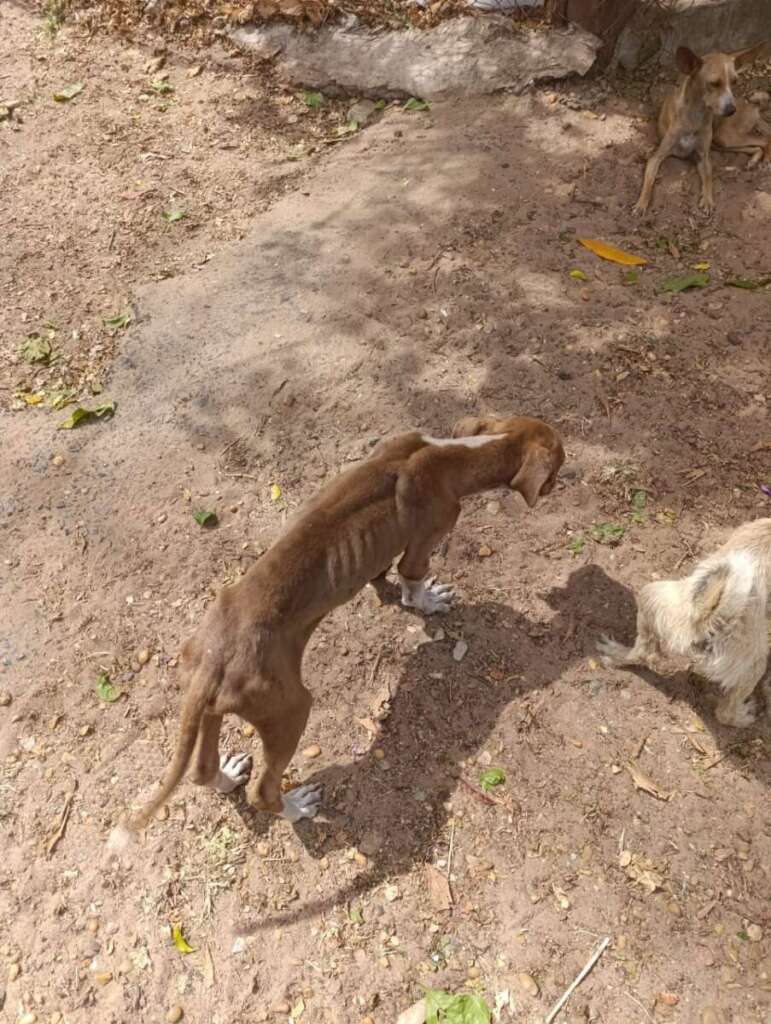 Mulher é presa pela Polícia Civil Judiciária de Pirassununga, por maus tratos a mais de quarenta cachorros e gatos 13 IMG 20250902 WA0067