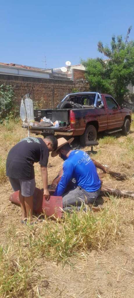 SOS Animal resgata equino debilitado na zona leste de Pirassununga 7 IMG 20250906 WA0040