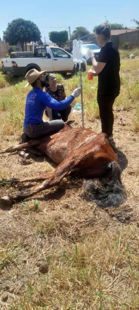 SOS Animal resgata equino debilitado na zona leste de Pirassununga 4 IMG 20250906 WA0042