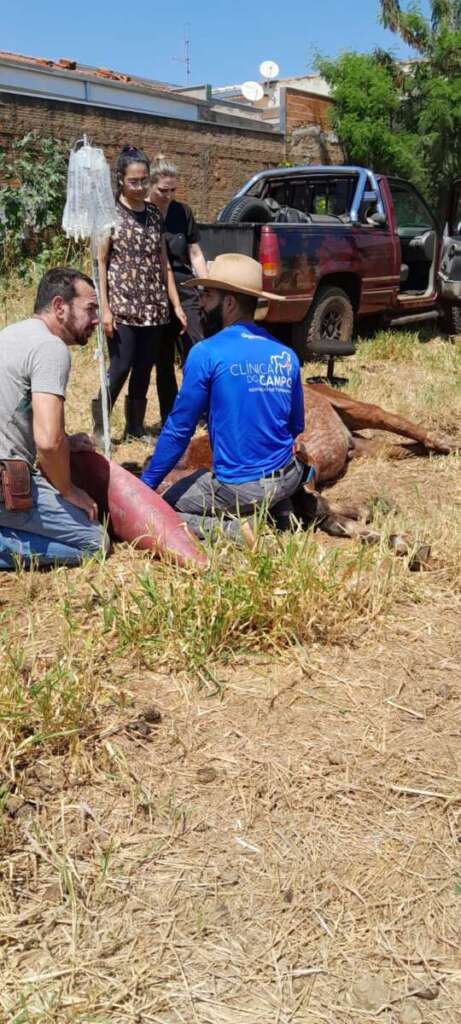SOS Animal resgata equino debilitado na zona leste de Pirassununga 2 IMG 20250906 WA0045