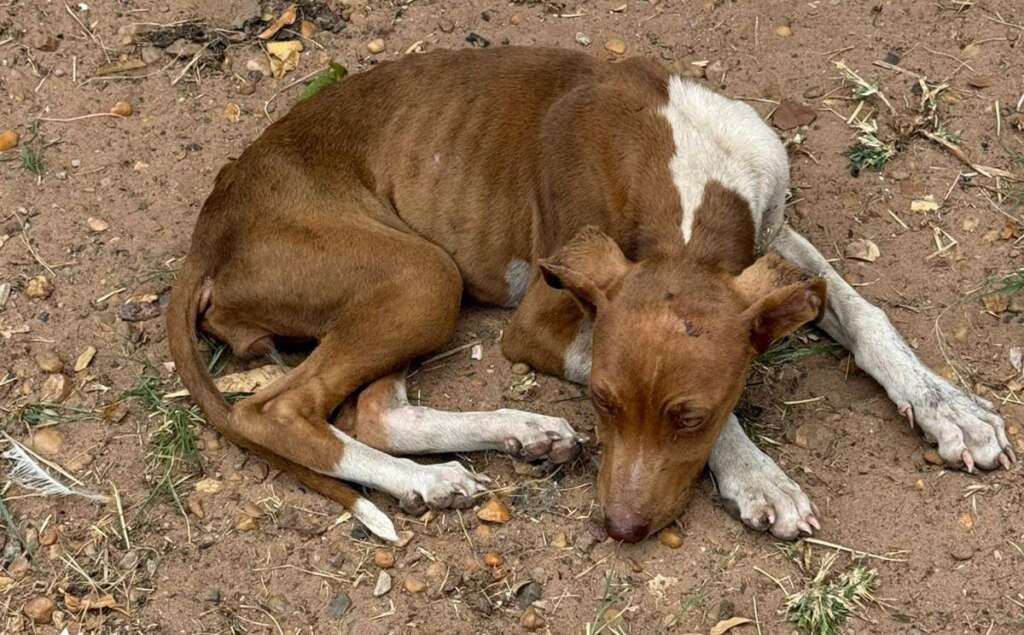 Mulher é presa pela Polícia Civil Judiciária de Pirassununga, por maus tratos a mais de quarenta cachorros e gatos 1 c63c0e94 def9 4946 96ce 026925914e3b