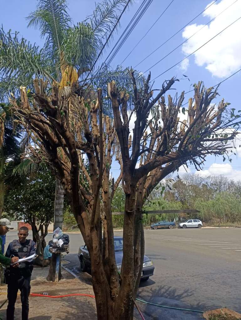 GCMs atual proprietário de imóvel que praticou poda drástica em árvore e por descarte irregular 2 23e3b21f f834 4602 8abb 70d97f3711a4