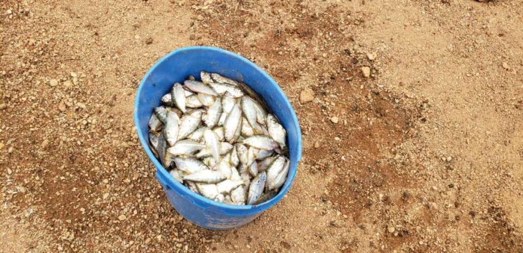 Capitão PM Ivo de Moraes esclareceu durante entrevista tudo sobre o período do Defeso (Piracema) 9 a10b5152 eaf3 45c6 9f81 3ece971fe16b