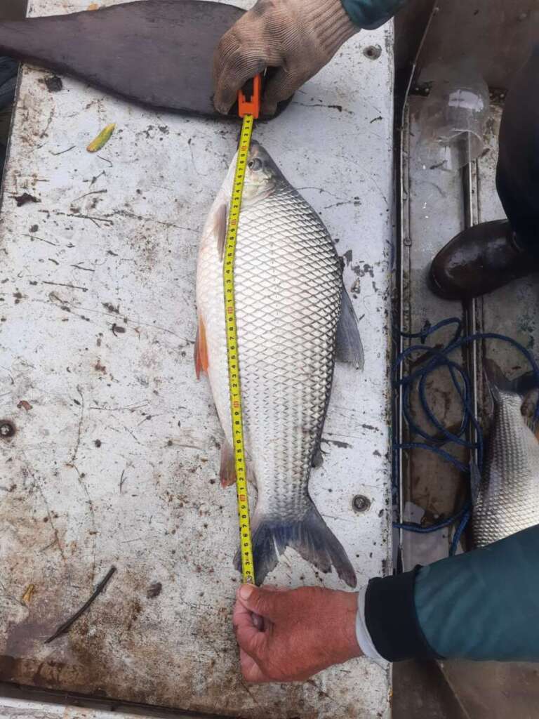 No penúltimo dia, antes do fechamento da Pesca, policiamento ambiental agem em várias frentes 14 b918e268 770a 4f59 bb56 3cb6d92a7db2
