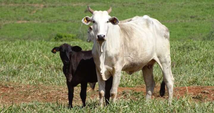 ‘Cowbot’: ferramenta gratuita da JBS realiza mais de 30 mil análises socioambientais para apoiar pecuaristas em todo o país 2 e4f8f658 62a9 439d 95e8 d67f7f6f52c8