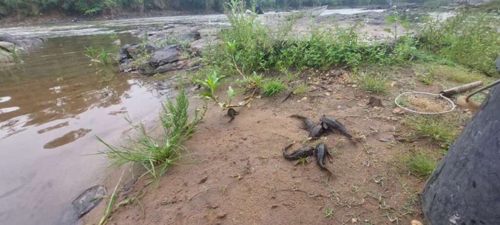 Capitão PM Ivo de Moraes esclareceu durante entrevista tudo sobre o período do Defeso (Piracema) 4 e88cded9 048a 4c80 8664 bc0961323386