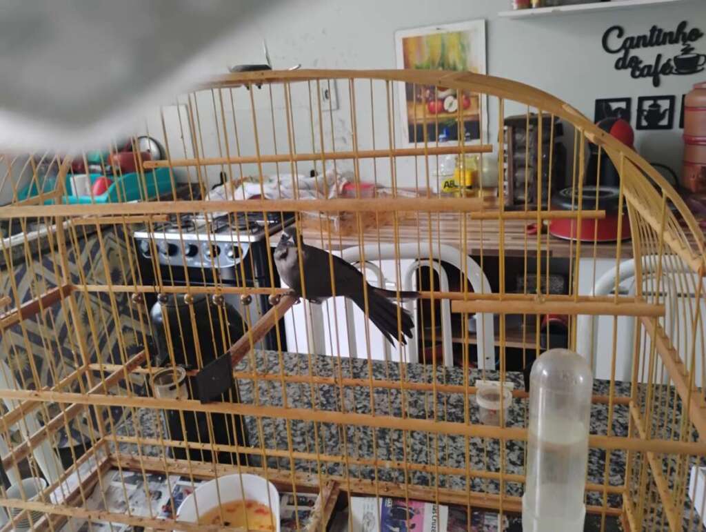 No penúltimo dia, antes do fechamento da Pesca, policiamento ambiental agem em várias frentes 12 ea234944 c8b7 431f af74 6db7eca22a6d